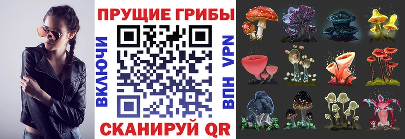 Псилоцибиновые грибы GOLDEN TEACHER  Купить  Саяногорск 